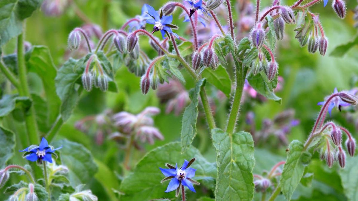 Plantas que mejoran el suelo: Borraja