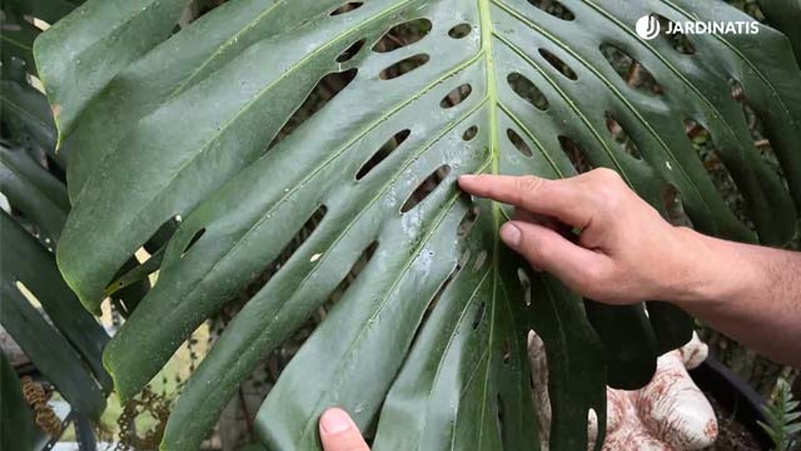 eliminar cochinilla de la costilla de adan jardinatis 22 16 eliminar cochinilla de la costilla de adan jardinatis 22 16