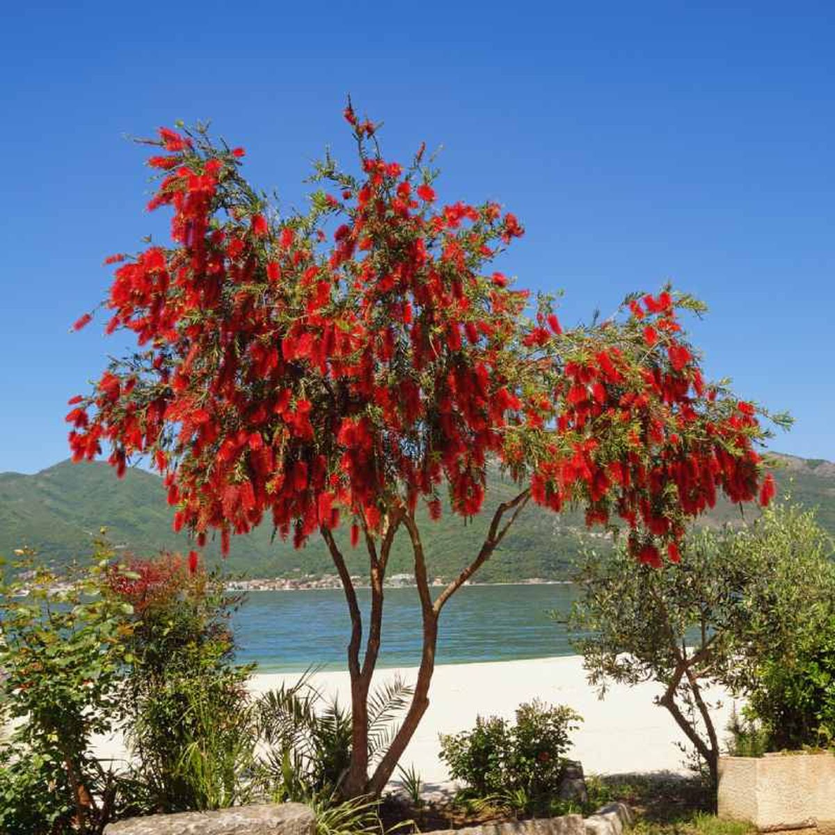 Es muy resistente a la sequía