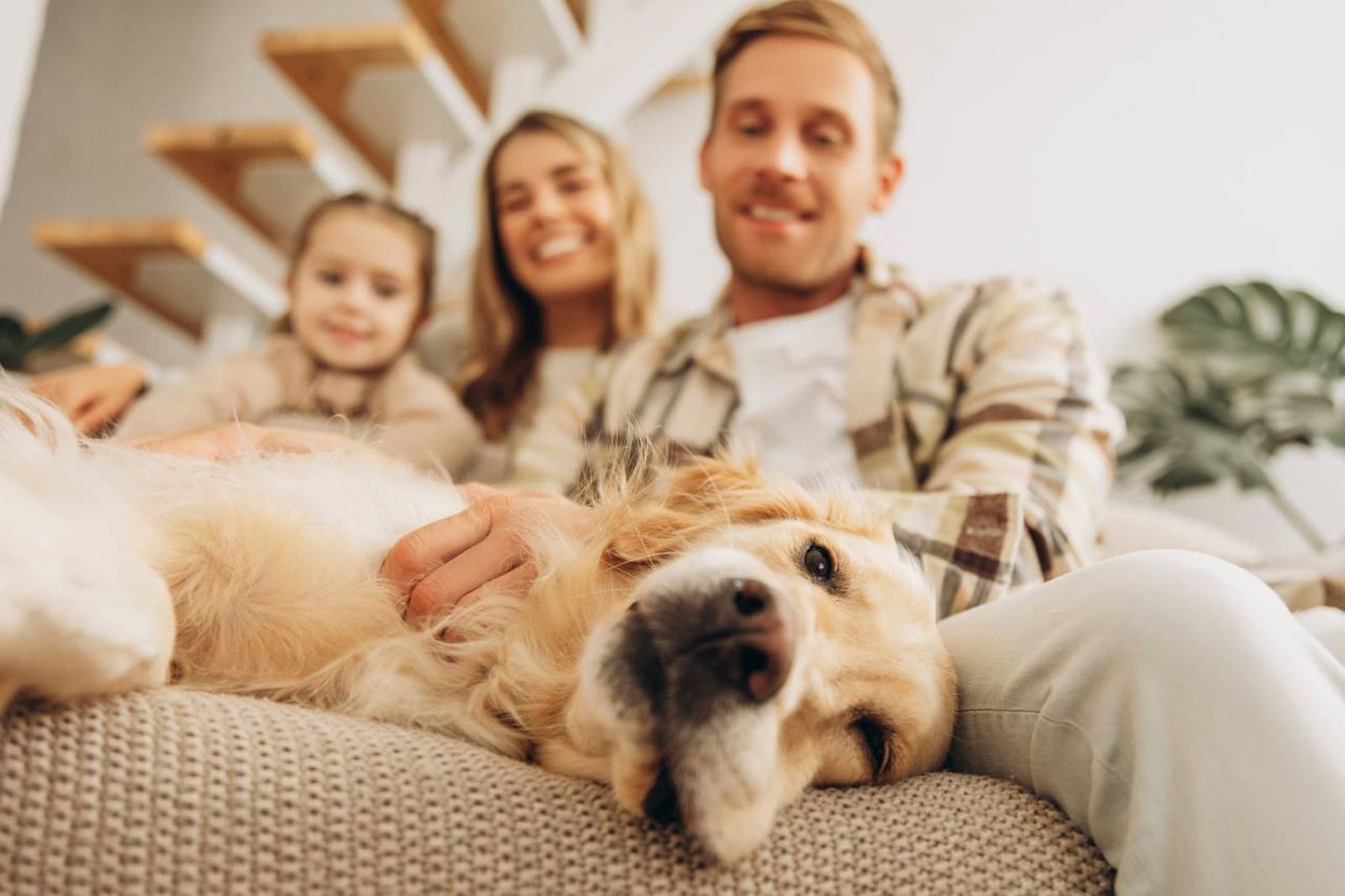 El Labrador Retriever y el Pastor Alemán: Ambos son perros inteligentes, leales y cariñosos.