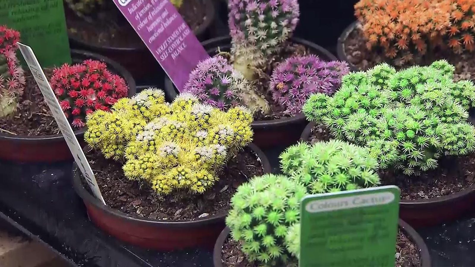 deco 565 plantas en miniatura cactus tintados deco 565 plantas en miniatura cactus tintados