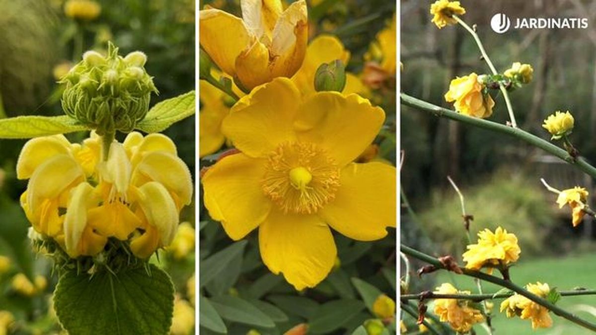 flores amarillas phlomis russeliana hypericum calycinum kerria japonica