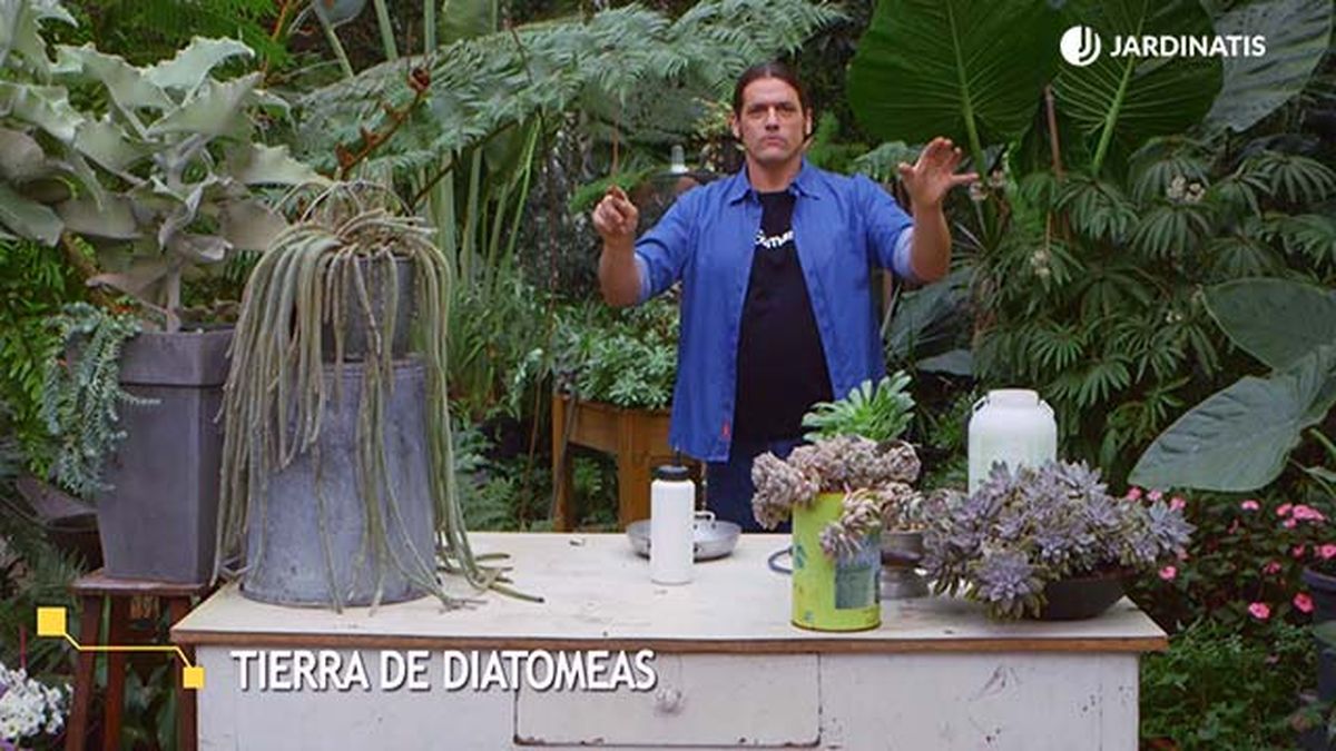 brico 935 3 tierra diatomeas eliminar plaga cochinilla inicio