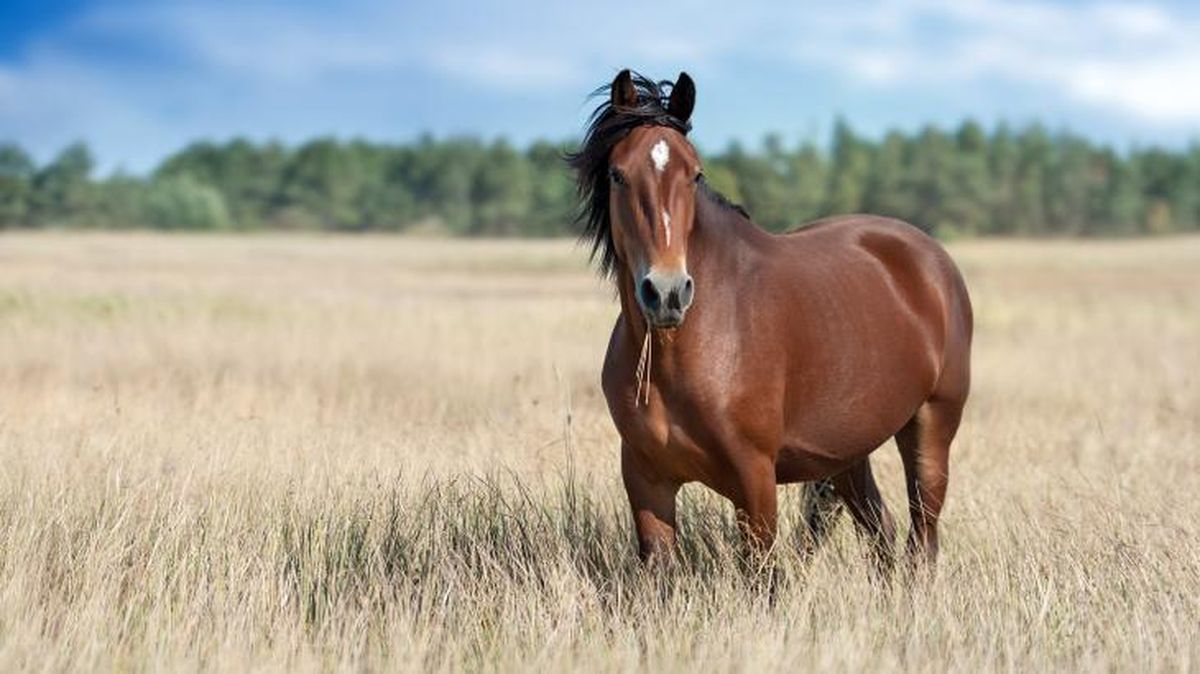 nombres originales para animales 6