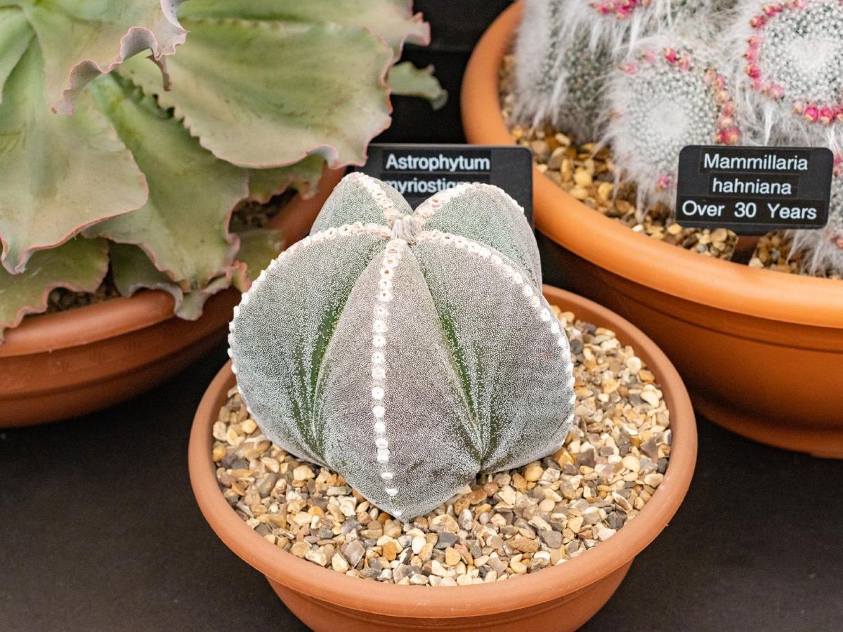 Cactus sombrero de obispo (Astrophytum myriostigma).