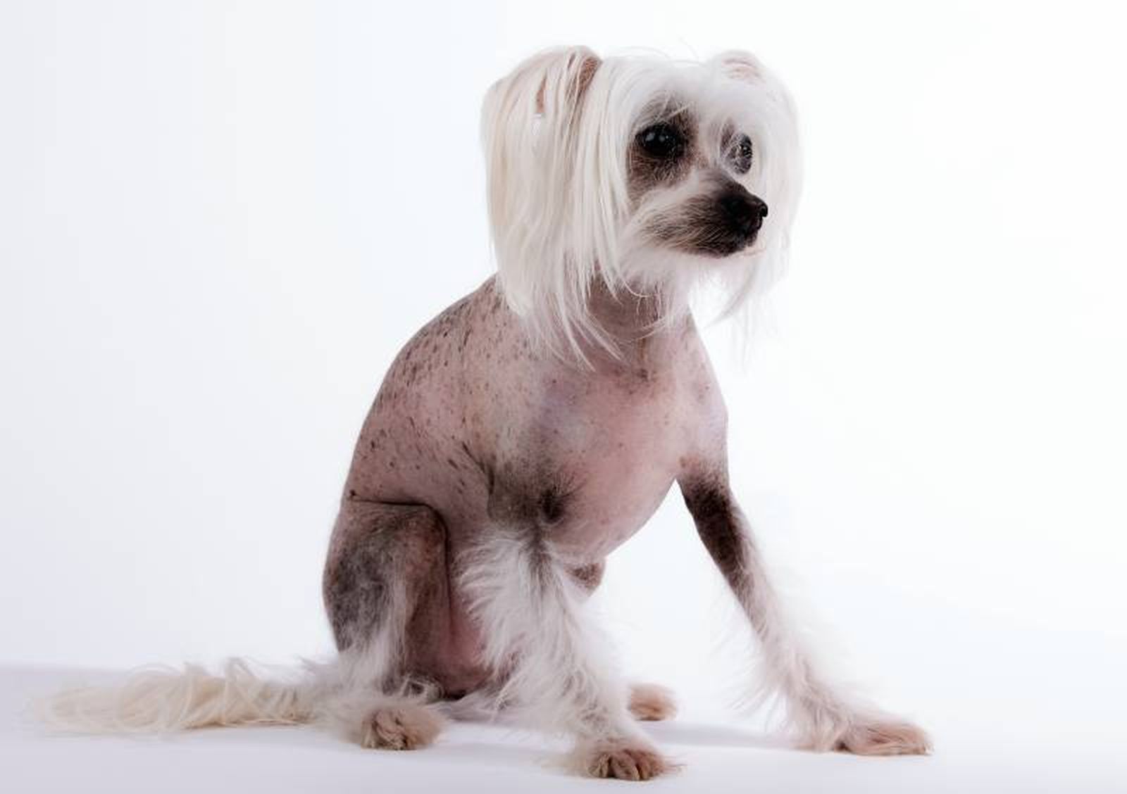 El Perro Crestado Chino se caracteriza por ser una raza agradable, sensible y muy alegre.