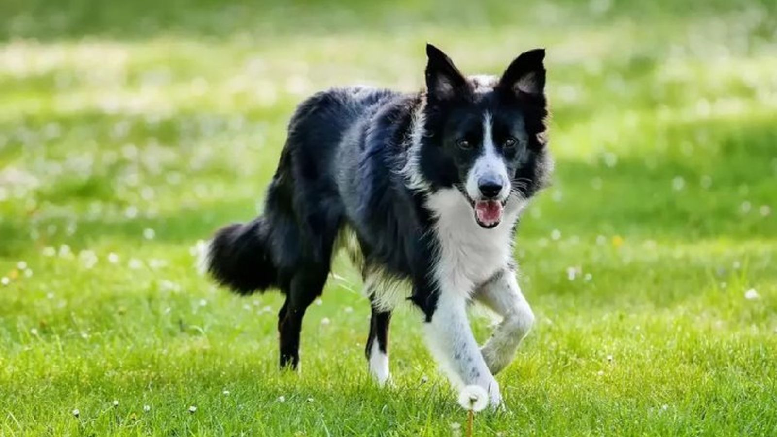 perros mas inteligentes collie perros mas inteligentes collie