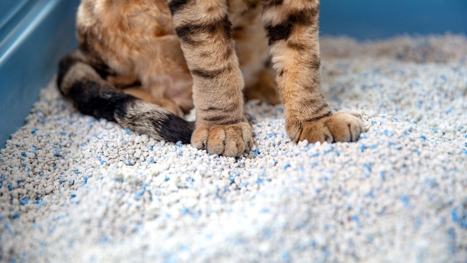 Trucos para el mal olor del cubo de basura: ¡arena para gatos! Trucos para el mal olor del cubo de basura: ¡arena para gatos!