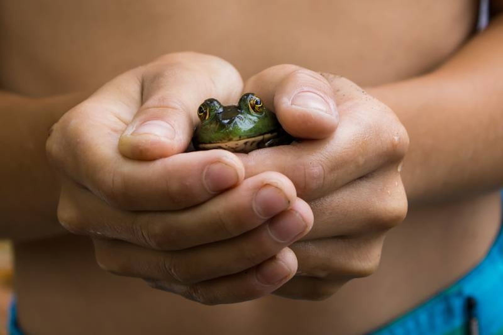 No te olvides que, como cualquier otra mascota, las ranas también pueden enfermar. No te olvides que, como cualquier otra mascota, las ranas también pueden enfermar.