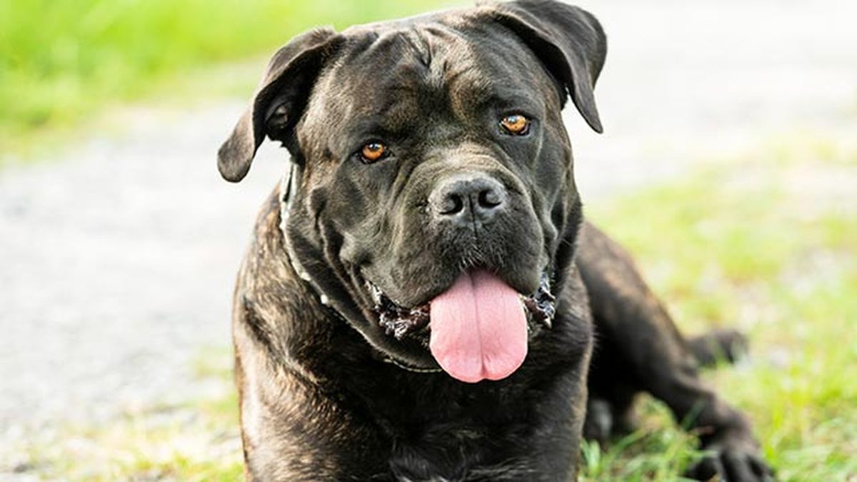 cane corso feliz