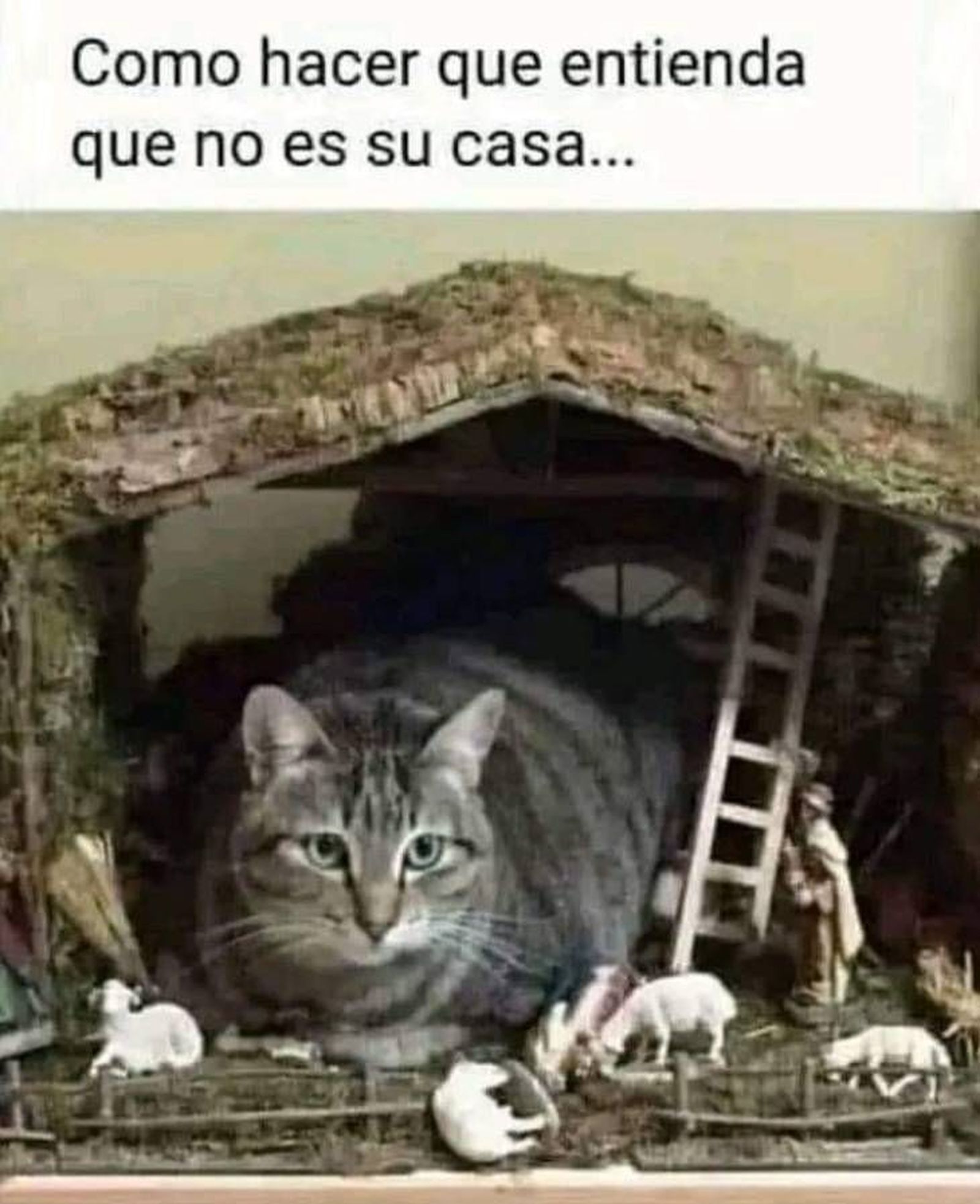gato belen navidad meme