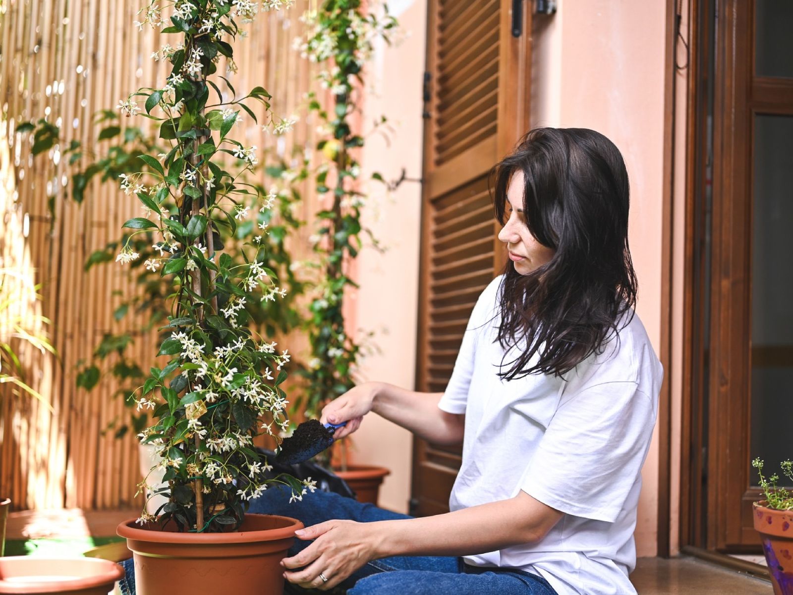 Se recomienda realizar una poda ligera después de la floración Se recomienda realizar una poda ligera después de la floración