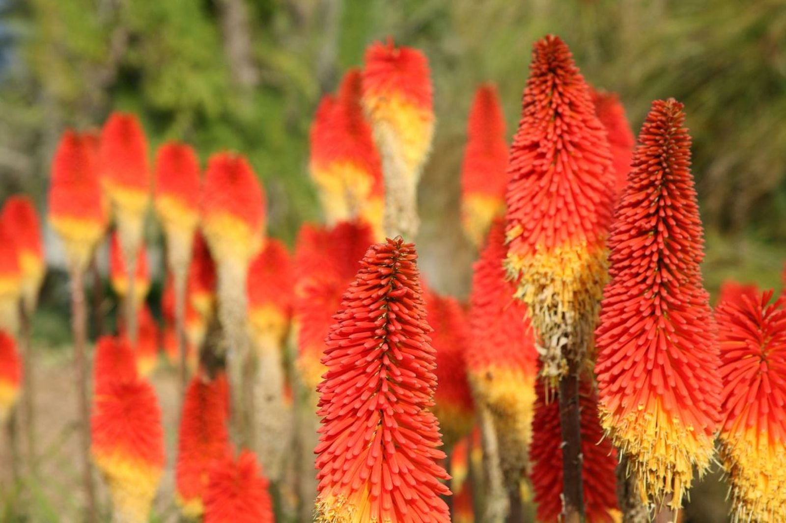 Planta tritoma o Kniphofia