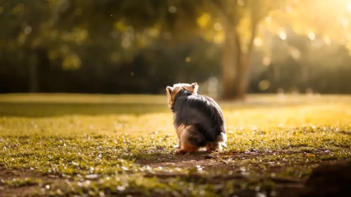 estrenimiento en perros 2