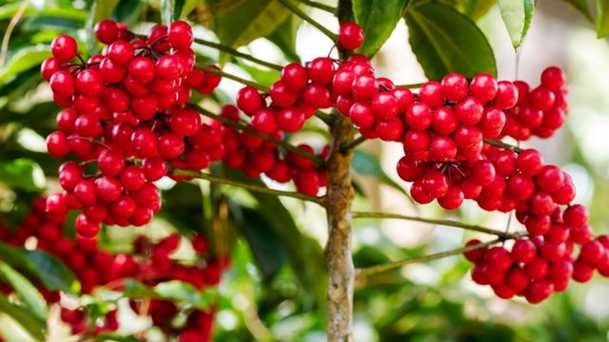 ardisia crenata bayas