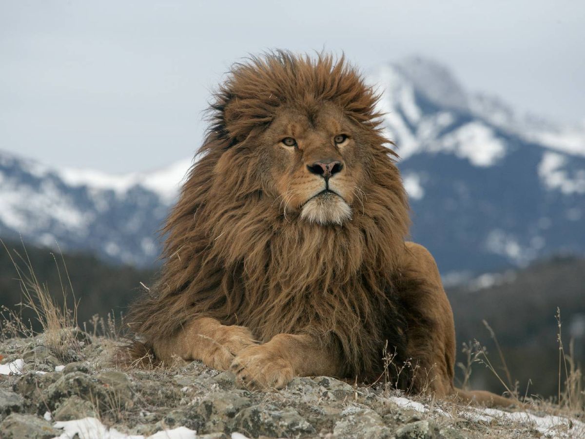 El título del león más grande del mundo lo tiene el león del Atlas.