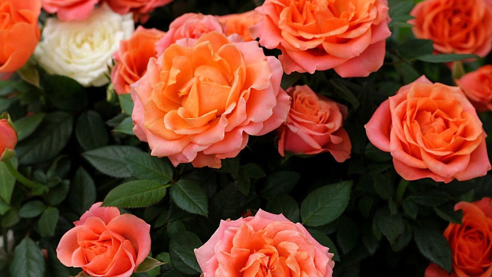 tipos de rosas