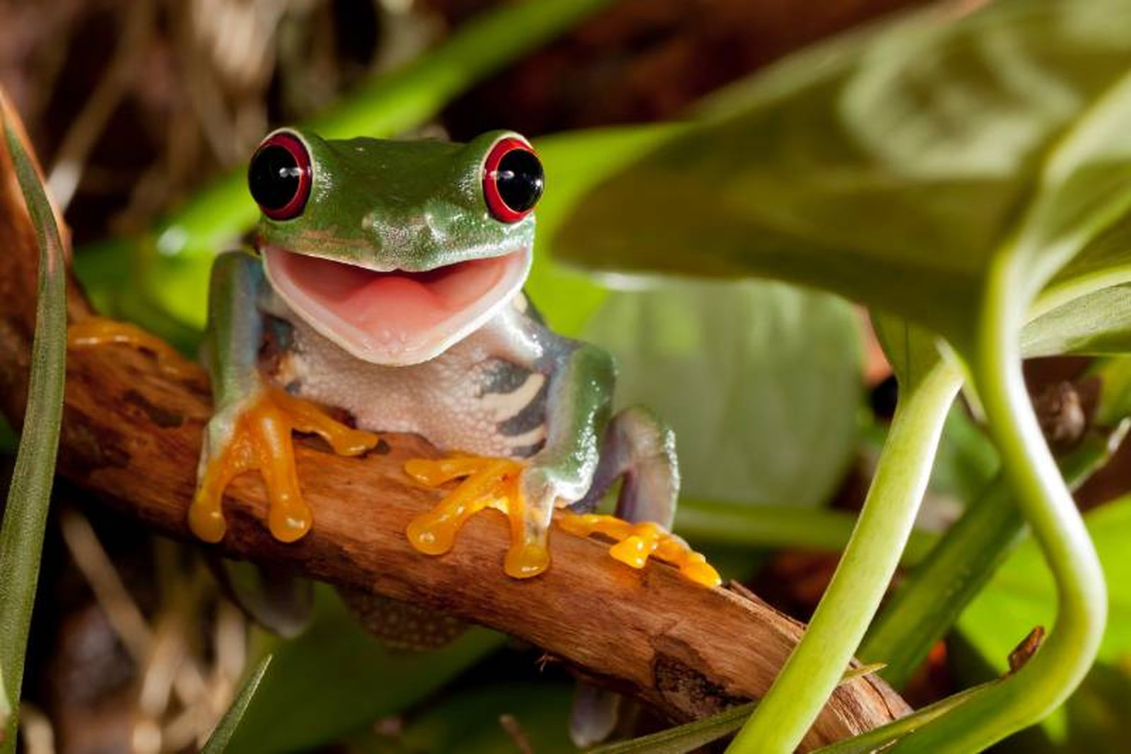 Dependiendo de la especie, el terrario tendrá que tener unas u otras dimensiones. Dependiendo de la especie, el terrario tendrá que tener unas u otras dimensiones.