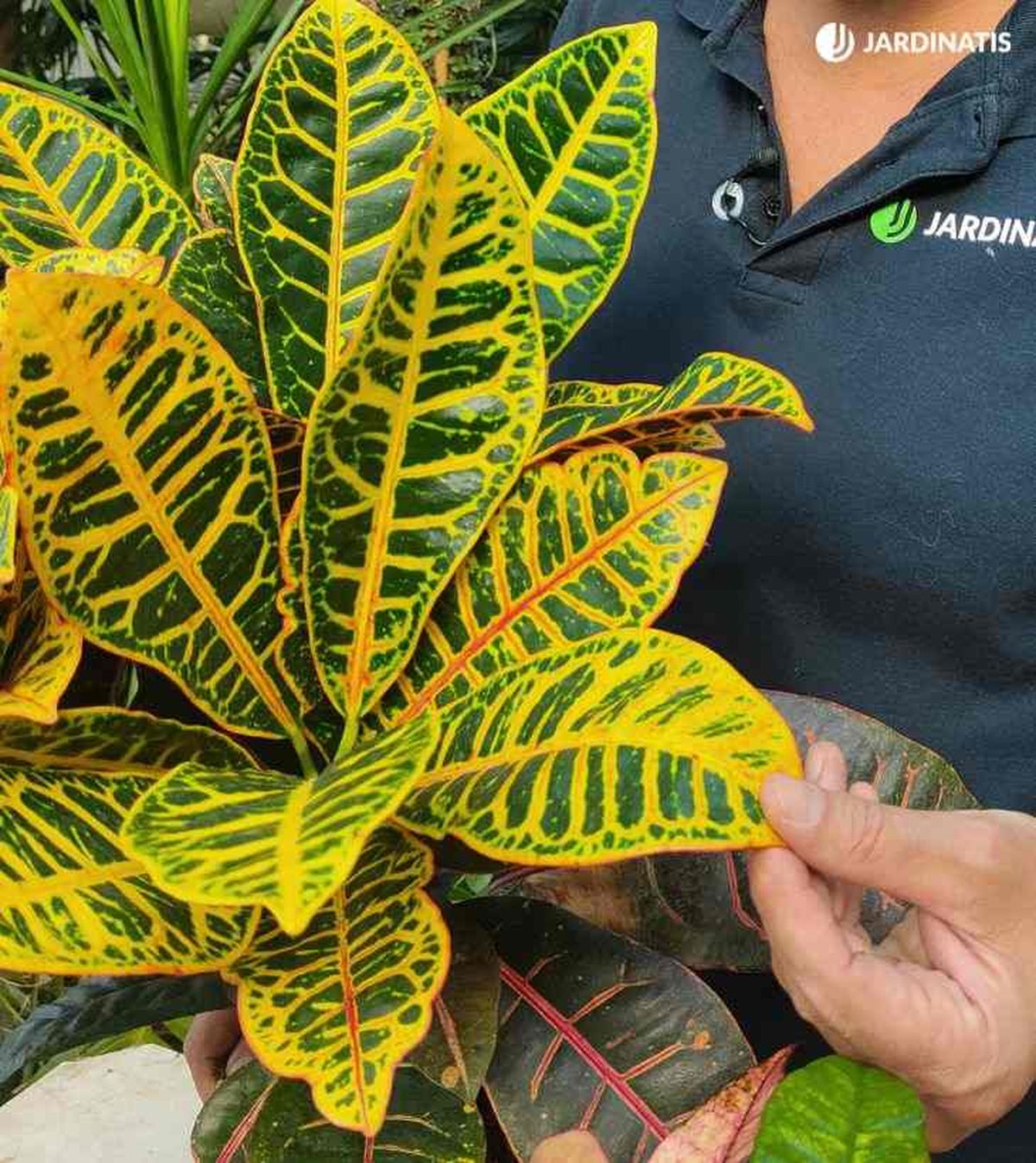 Codiaeum variegatum petra o crotón petra, el más conocido.