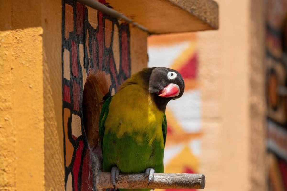 El objetivo es que tu casa sea el lugar perfecto donde estas adorables aves puedan vivir.