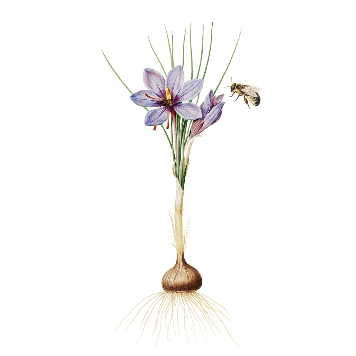 Ilustración de flor del azafrán.