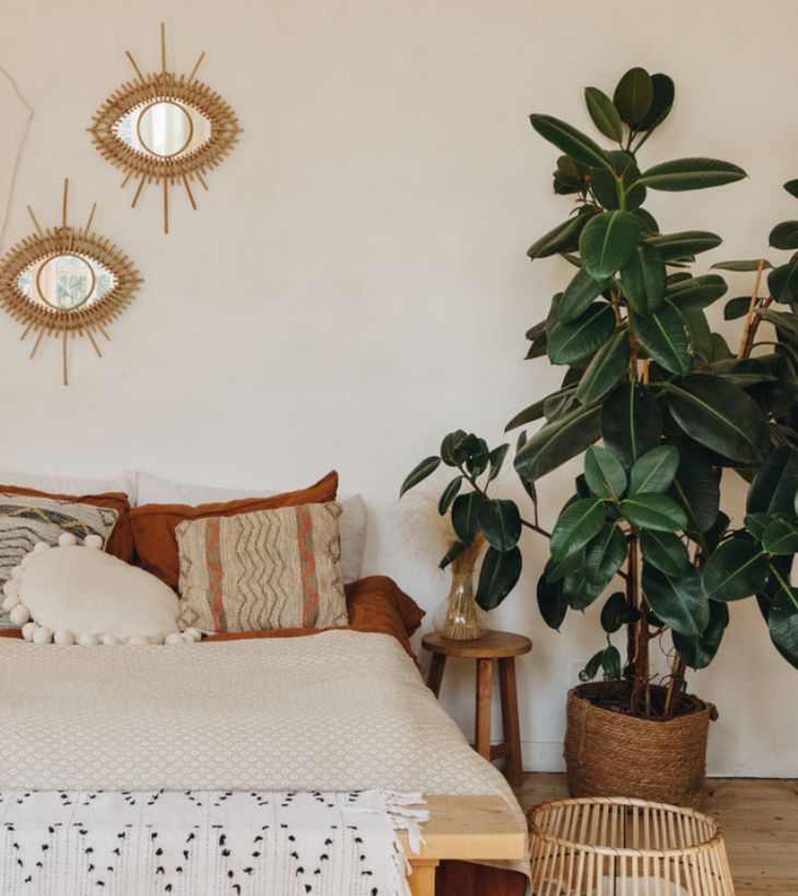Ficus robusta en un dormitorio Ficus robusta en un dormitorio