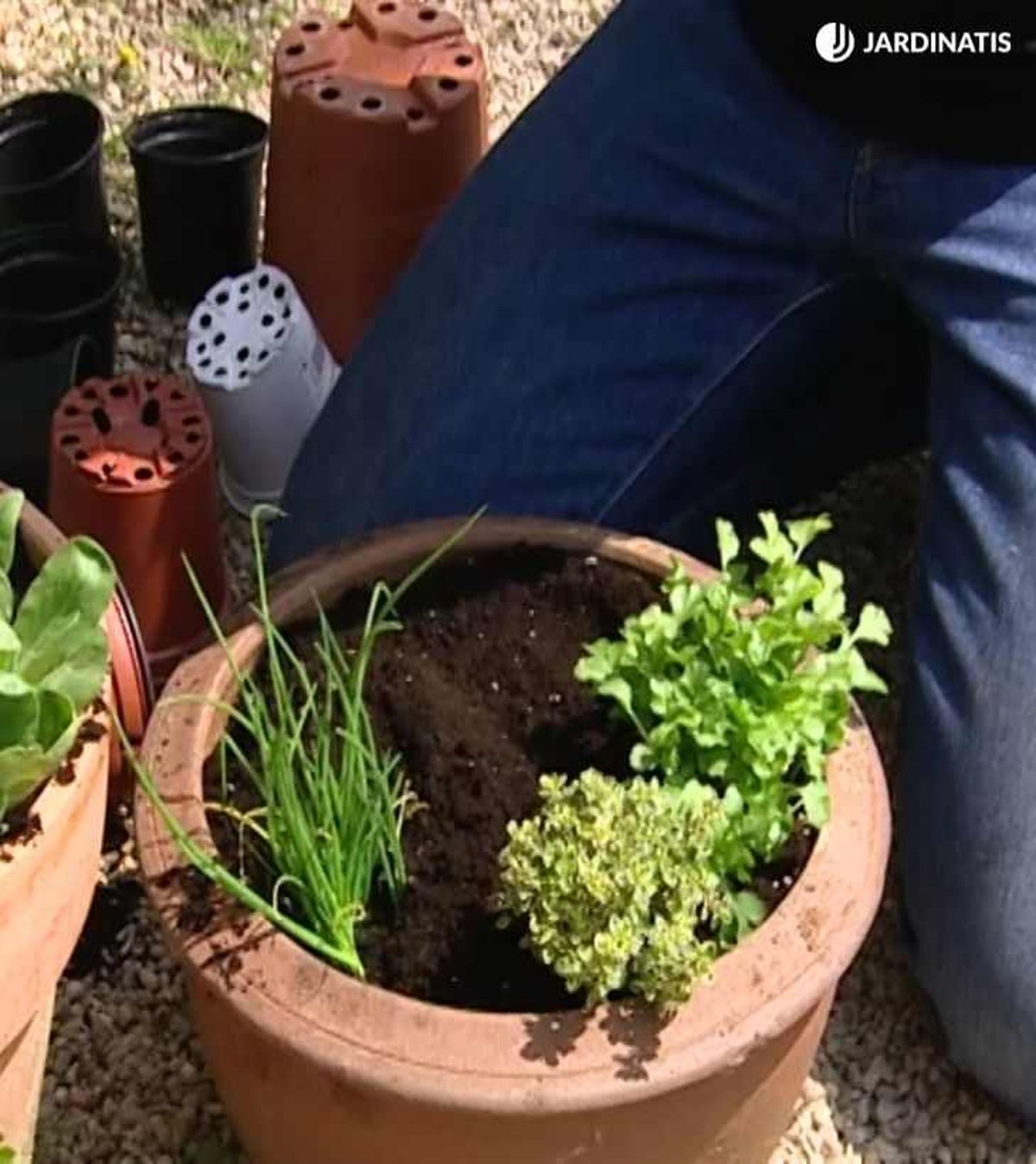 Plantación de cebollino, tomillo limón, cilantro y rúcula en maceta