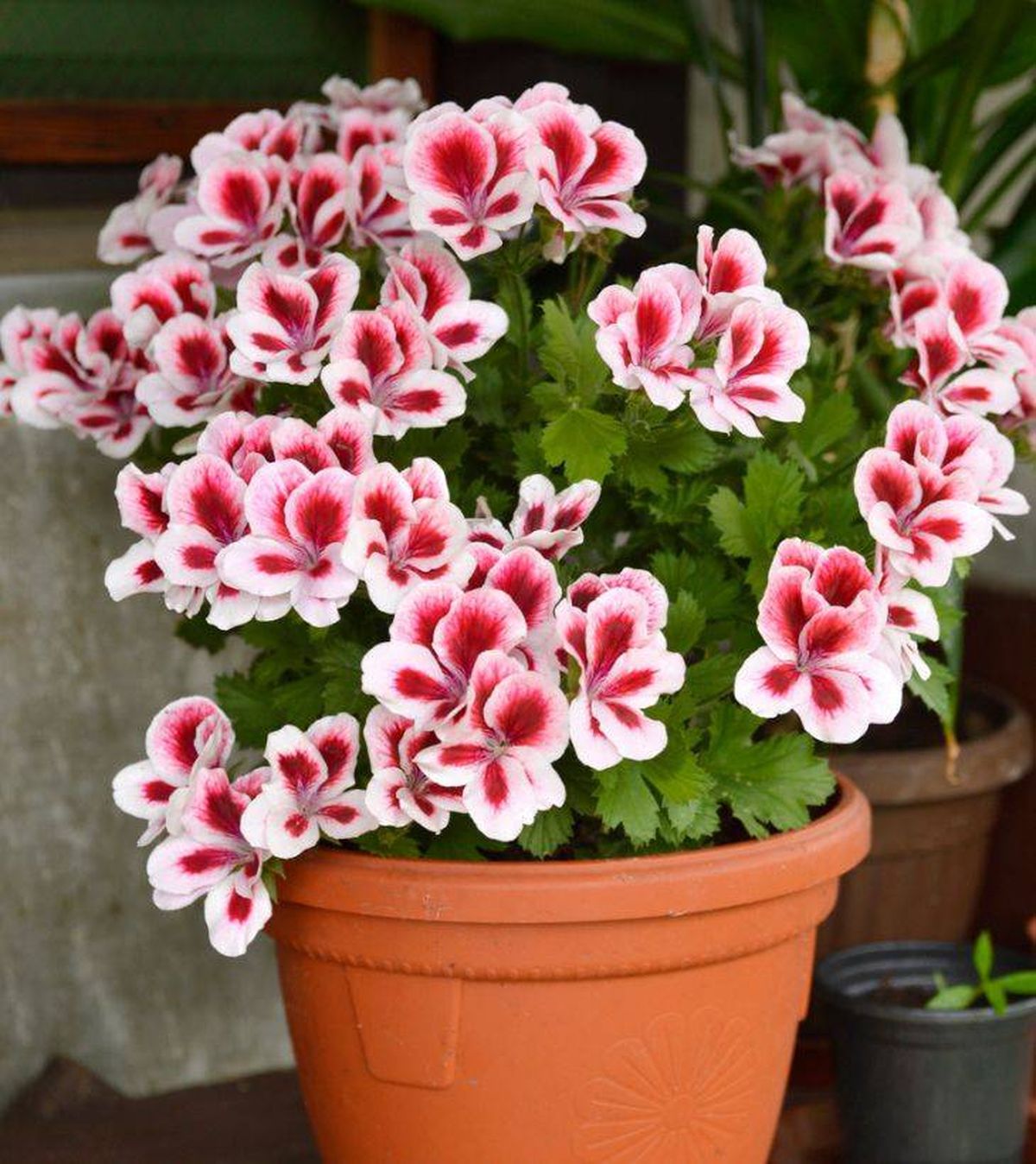 pelargonium grandiflorum cuidado maceta