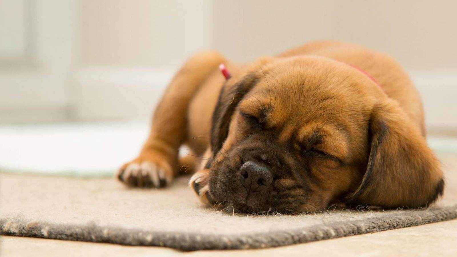 Perro durmiendo