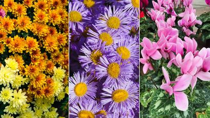 flores de otono para decorar jardin en otono xl