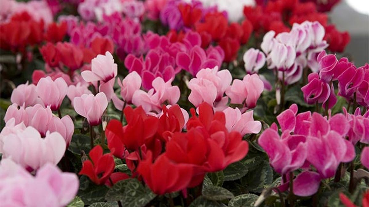 ciclamen planta flores noviembre
