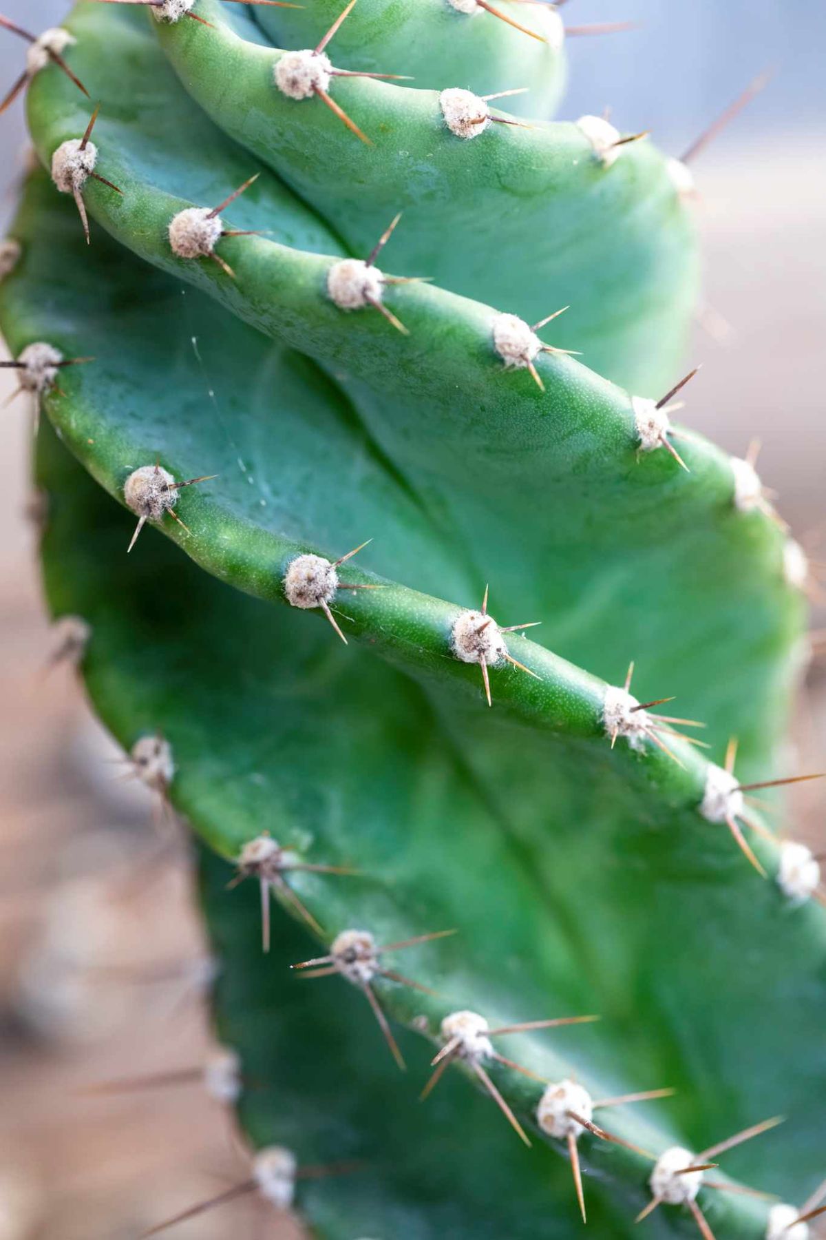 Cereus forbesii spiralis.