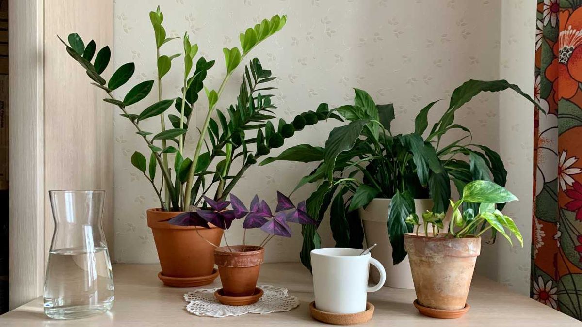 plantas de interior resistentes faciles cuidar