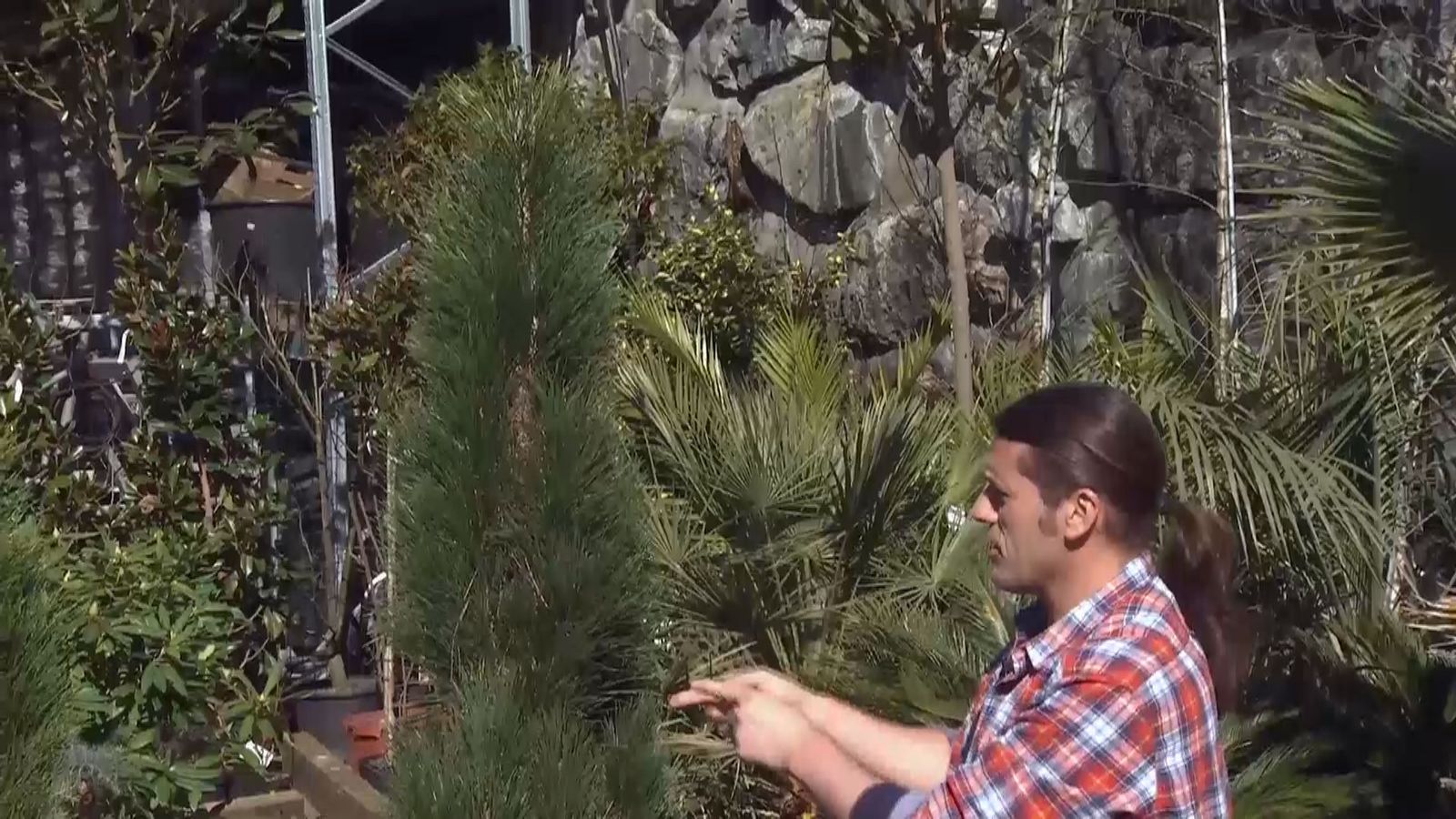 deco 689 variedades coniferas poco convencionales pinus nigra green tower