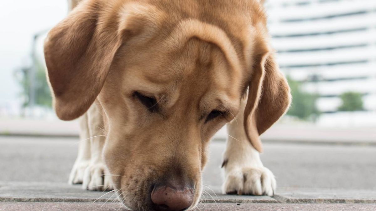 La nariz seca indica que el perro está enfermo