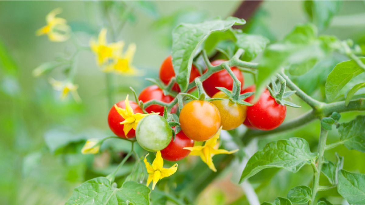 tomate flor