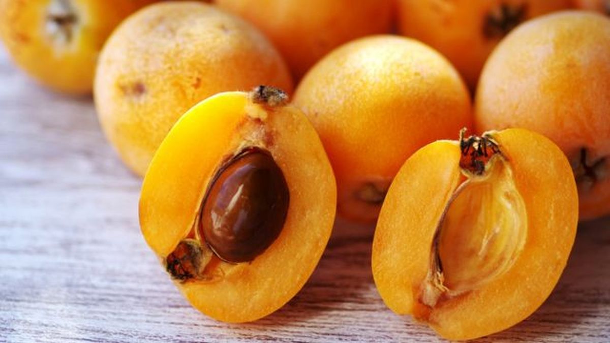 semillas del fruto del nispero