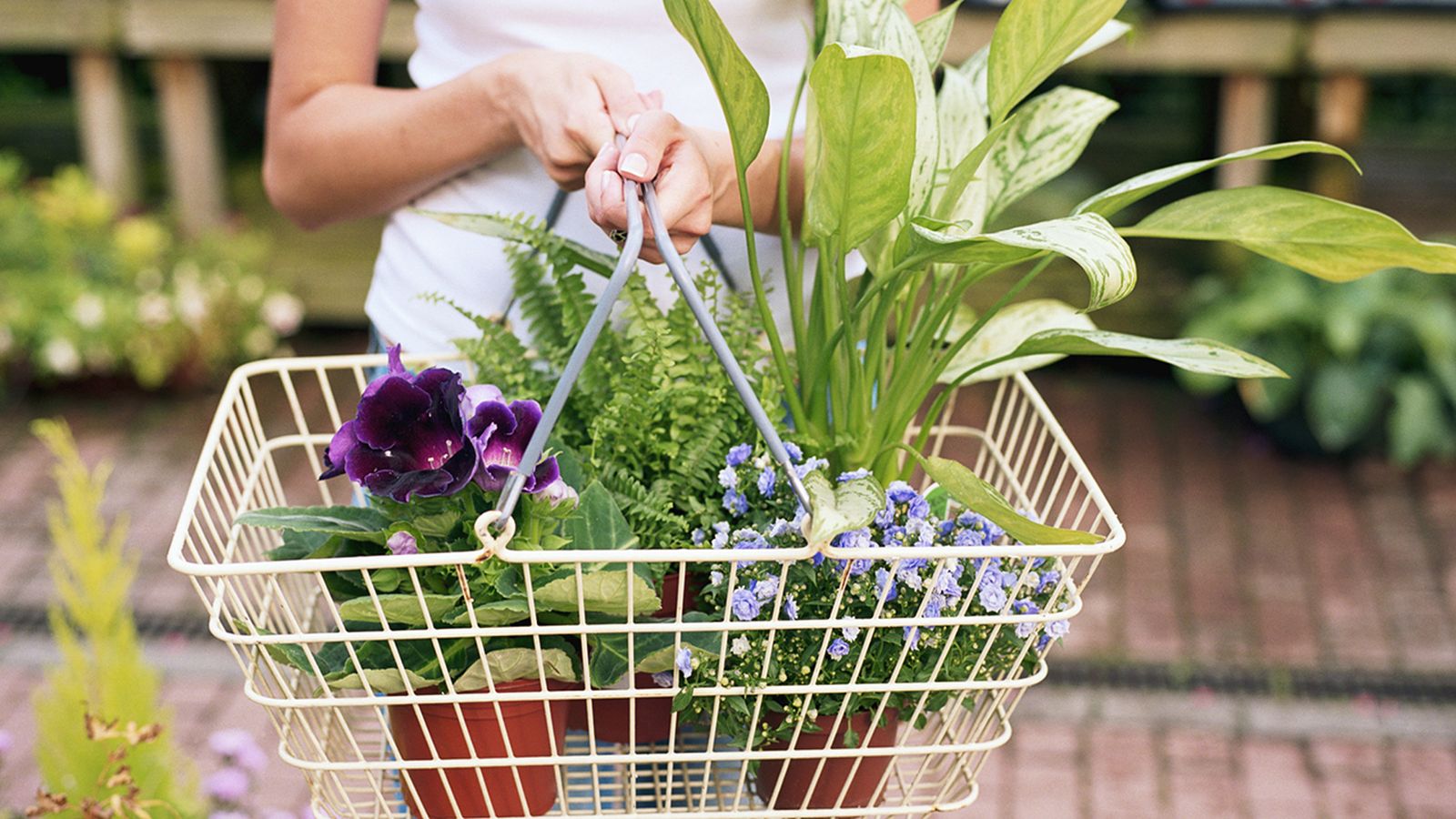 comprar plantas xl comprar plantas xl
