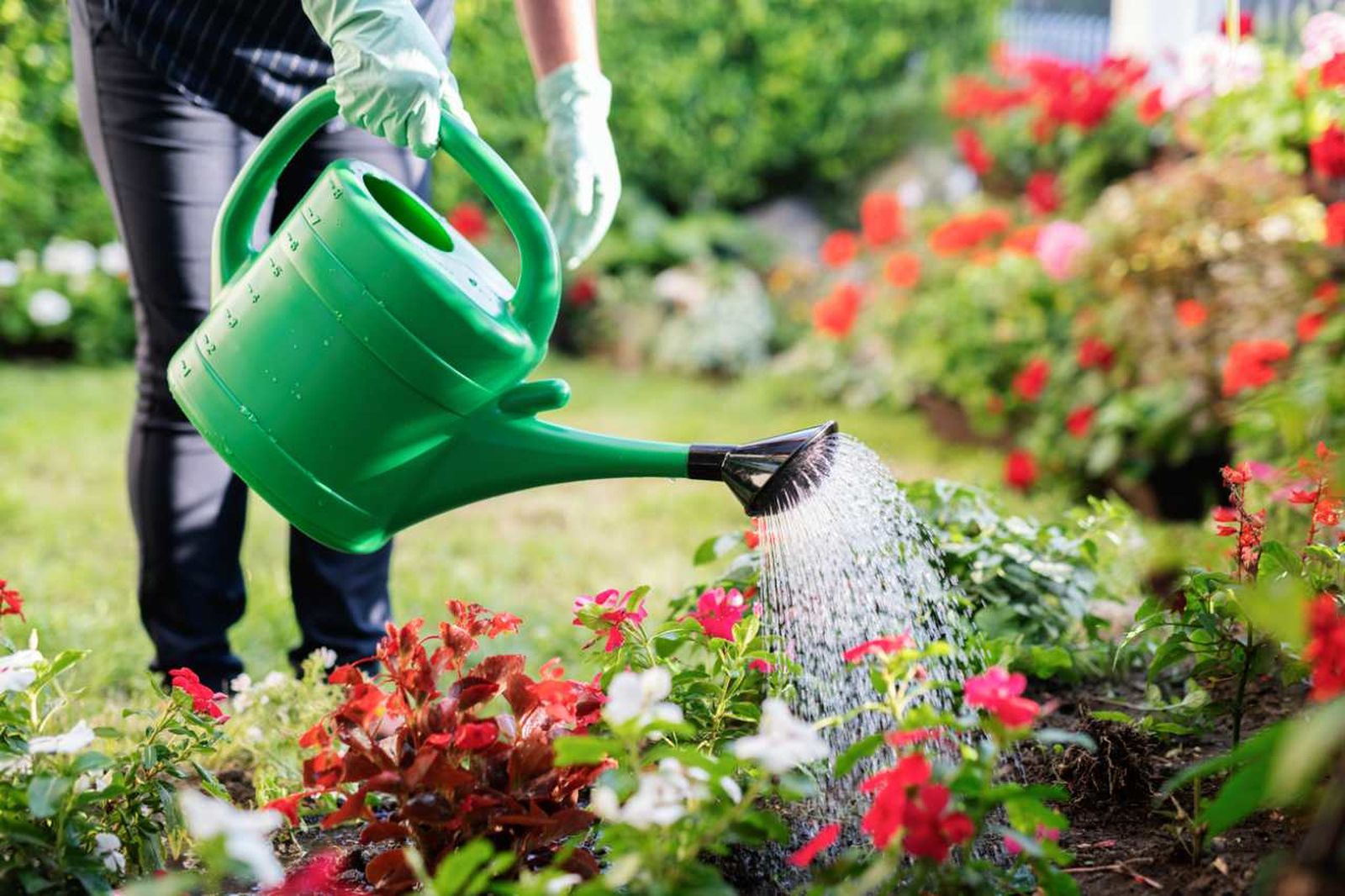 Un riego correcto es fundamental para la salud de nuestras plantas en verano Un riego correcto es fundamental para la salud de nuestras plantas en verano