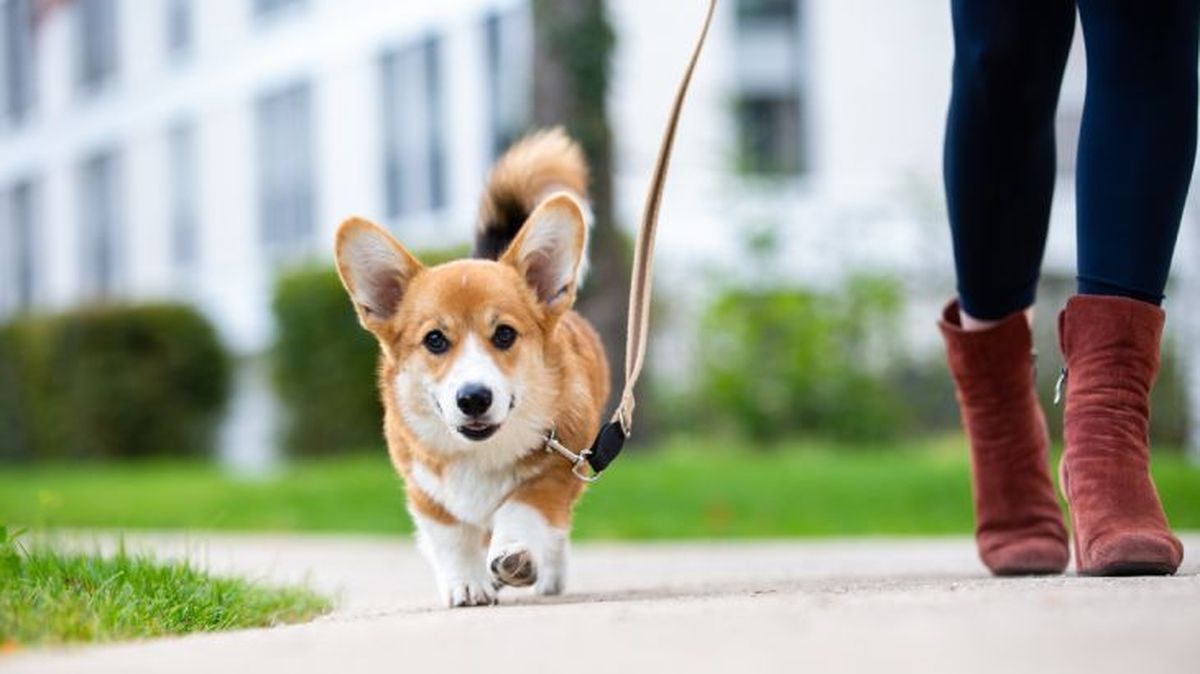 corgi gales de pembroke 12