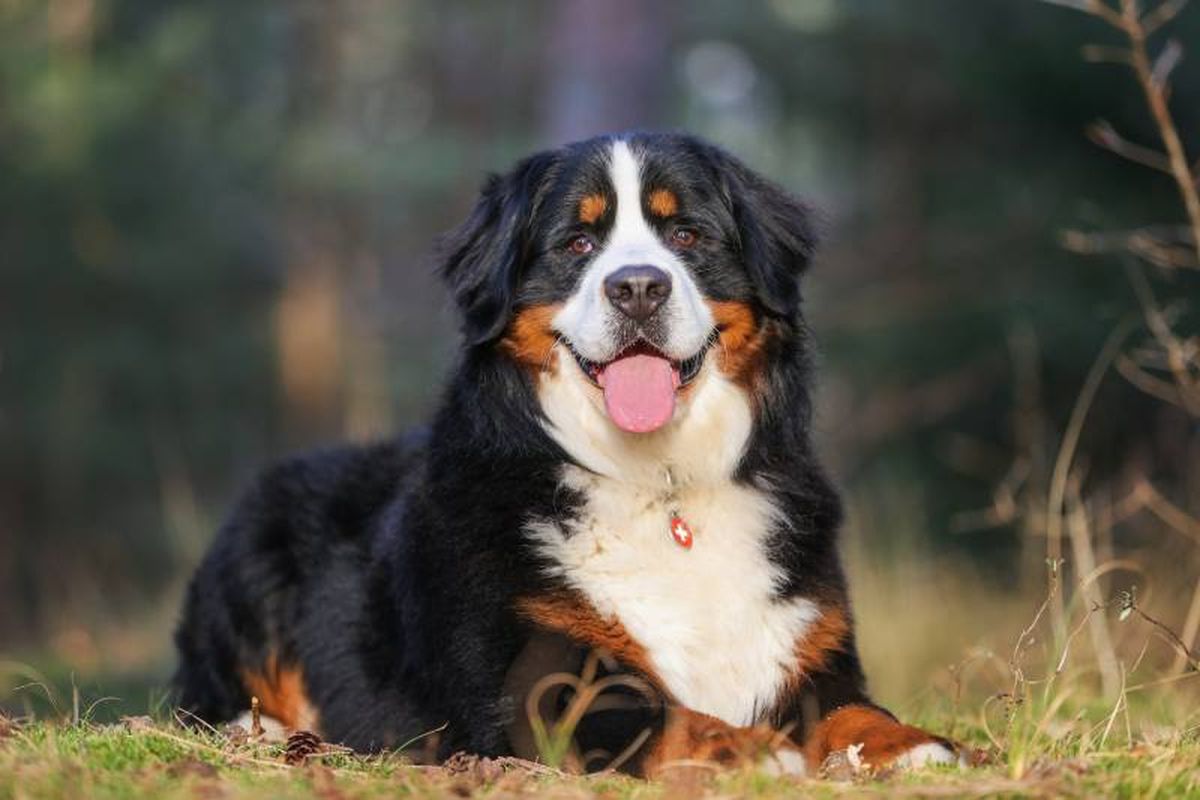 Ideal para familias activas, que le faciliten la posibilidad de realizar juegos al aire libre y dar paseos largos.