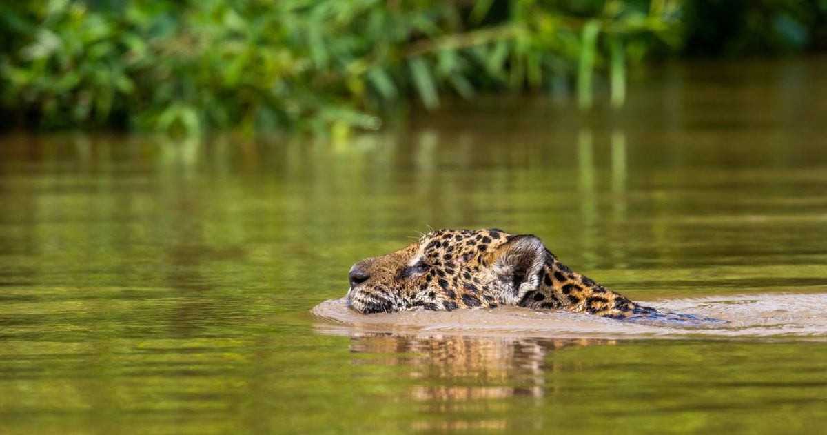 El jaguar pertenece al género Panthera y puede encontrarse en América