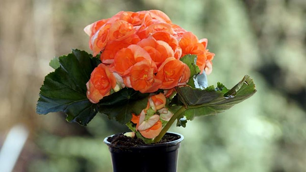 begonia elatior salmon en maceta