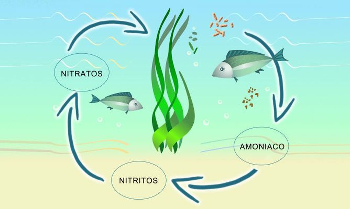 ciclo biologico xl 668x400x80xX