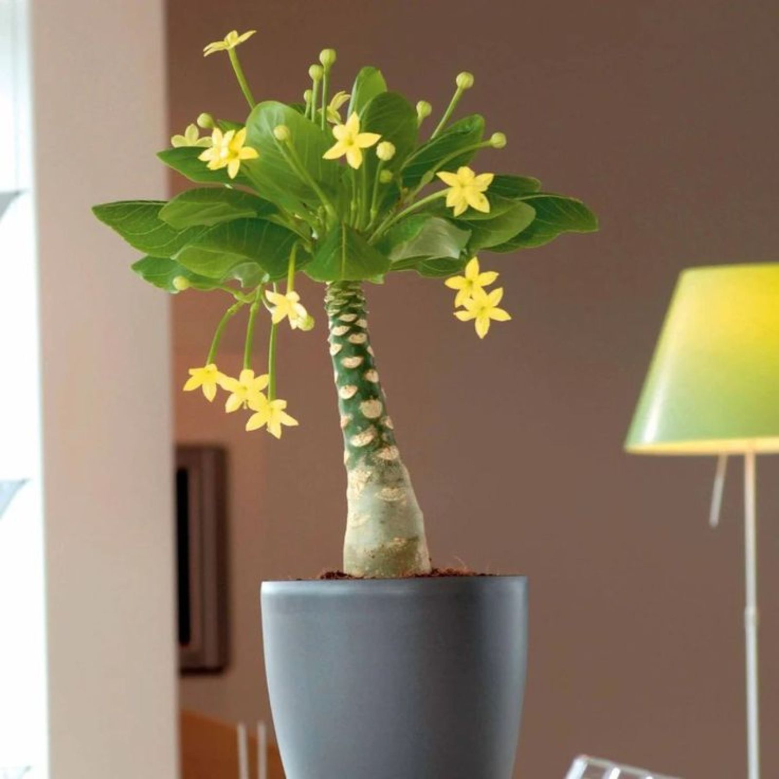 Brighamia insignis con flores amarillas.