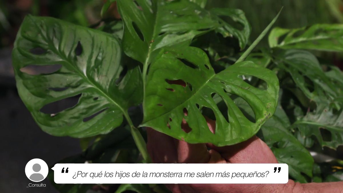 brico jardin 1003 briconsulta jardineria hijos monstera pequenos xl