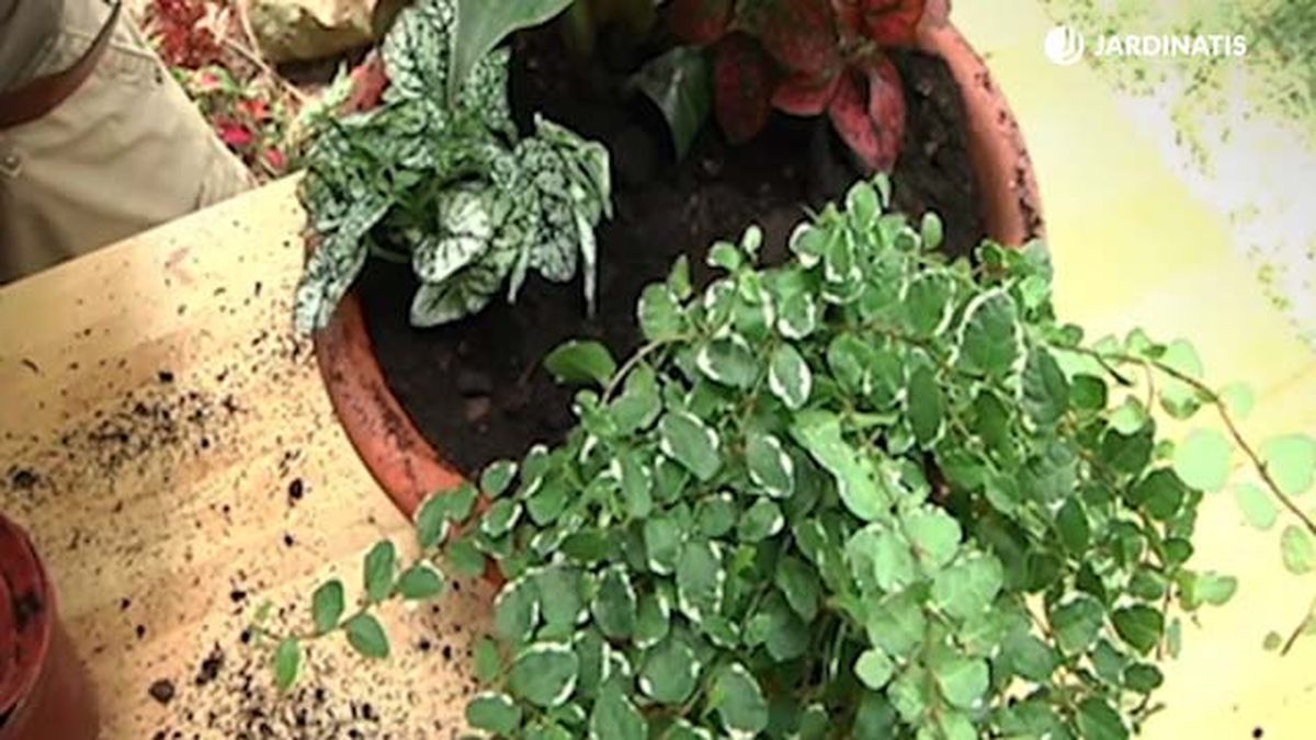 composicion plantas interior ficus pumila retj 027 jardinatis