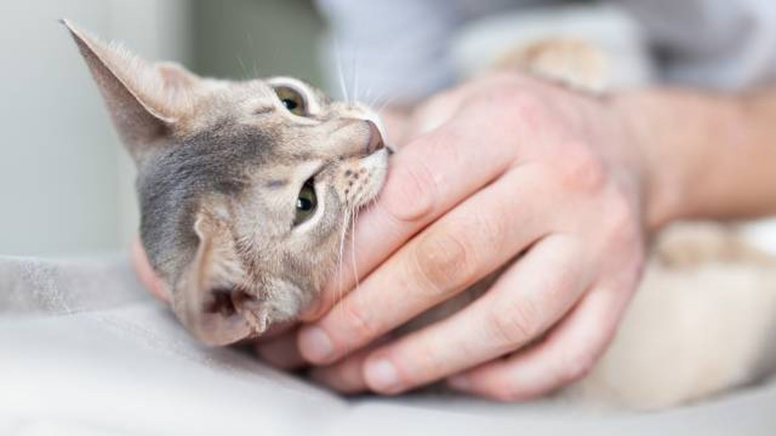 calmar ansiedad gato en las visitas al veterinario calmar ansiedad gato en las visitas al veterinario