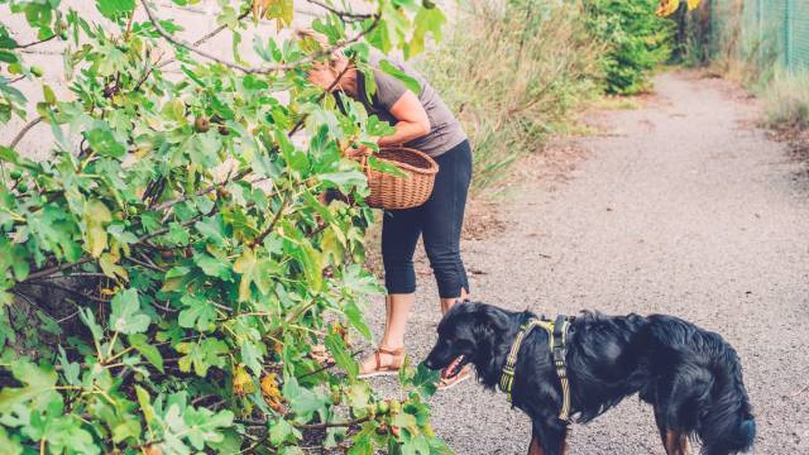 planta higuera toxica para perros gatos planta higuera toxica para perros gatos