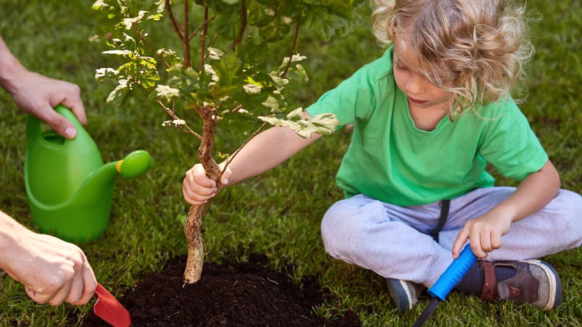 Conoce los beneficios sorprendentes de plantar árboles en el jardín